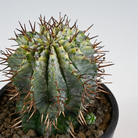 Euphorbia horrida variegated / ユーフォルビア ホリダ 錦 (斑入り) 【発根済】