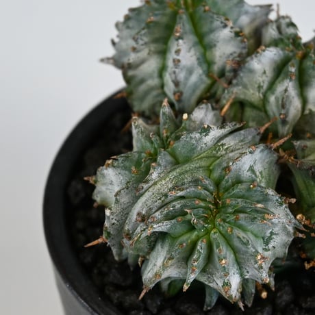 Euphorbia horrida f. monstrosa cristata / ユーフォルビア ホリダ 石化 綴化 (クリスタータ)【実生】+ 信楽焼