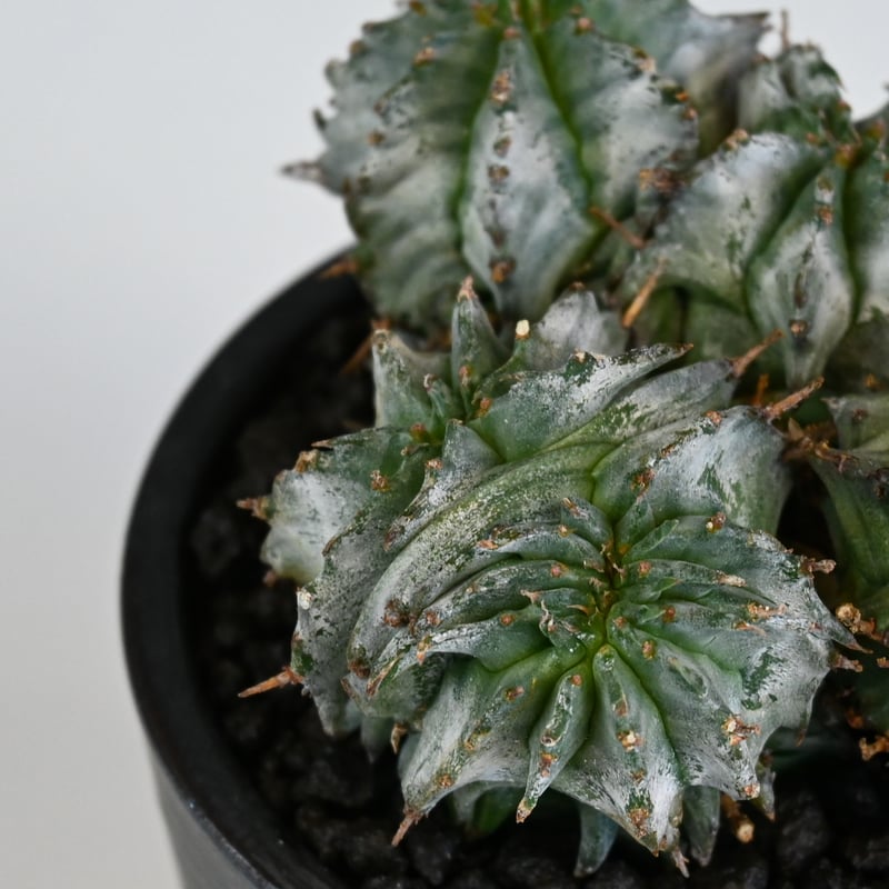 Euphorbia horrida f. monstrosa cristata / ユーフォル