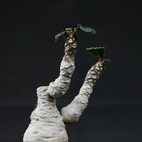 Dorstenia foetida / ドルステニア フォエチダ 【微発根】