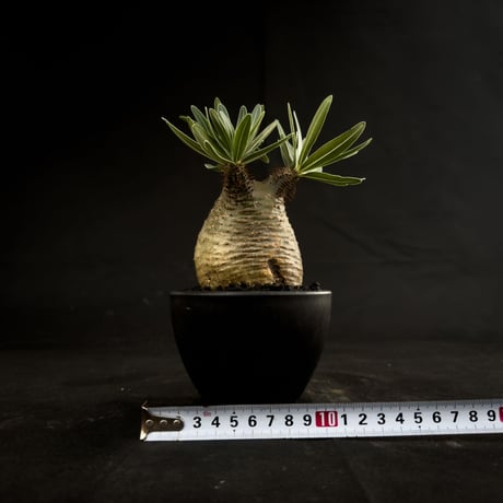 Pachypodium rosulatum var. gracilius / パキポディウム グラキリス 【微発根】