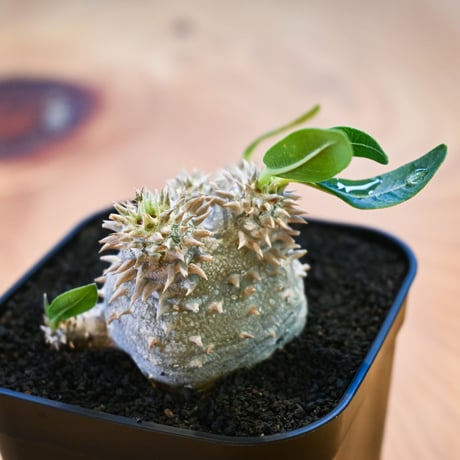 Pachypodium ' Densicaule ' / パキポディウム デンシカウレ 恵比寿大黒 (恵比須大黒)【微発根】