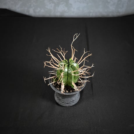 Euphorbia meloformis spp. Super Valida / ユーフォルビア スーパーバリダ 【雄株】【高木実生】 + 信楽焼