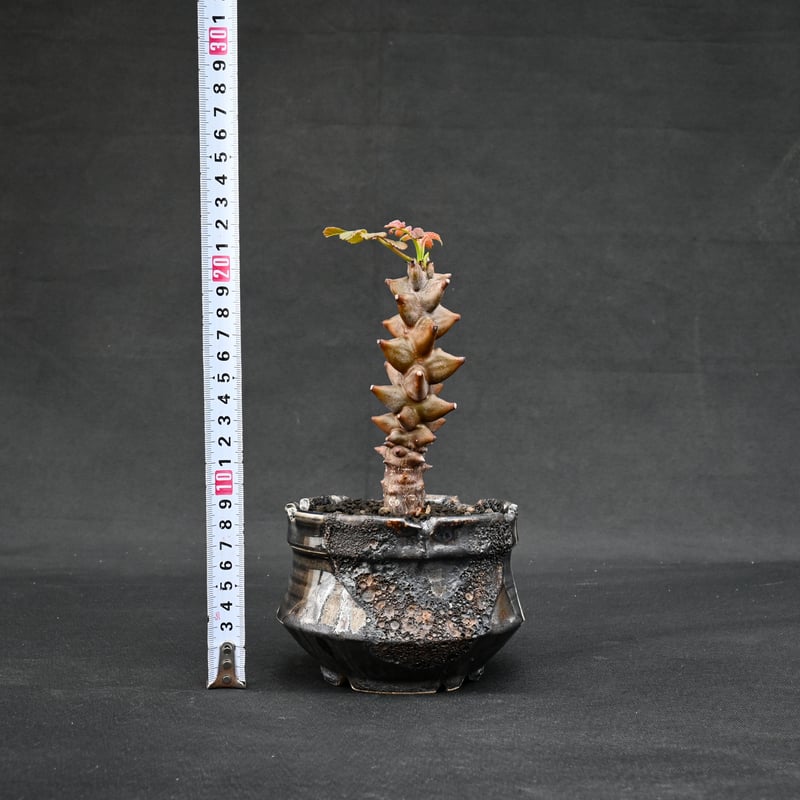 Premium Line】 Beiselia mexicana / ベイセリア メキシカーナ