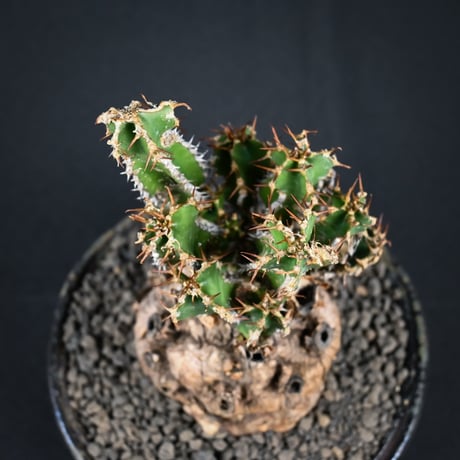 Euphorbia mlanjeana / ユーフォルビア ムランジーナ 【発根済】
