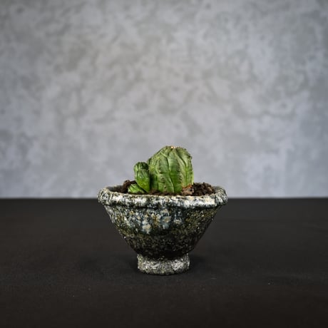 Euphorbia obesa hyb ’ Bonten ’ f. monstrosa  / ユーフォルビア オベサ 梵天 石化 【実生】 + 信楽焼