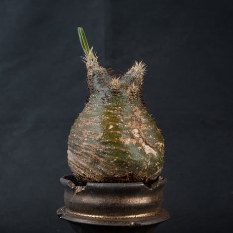 【Premium Line】 Pachypodium rosulatum var. gracilius / パキポディウム グラキリス 【発根済】 + Old Castle 【Wild Heaven】