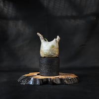 Pachypodium rosulatum var. gracilius / パキポディウム グラキリス 【微発根】