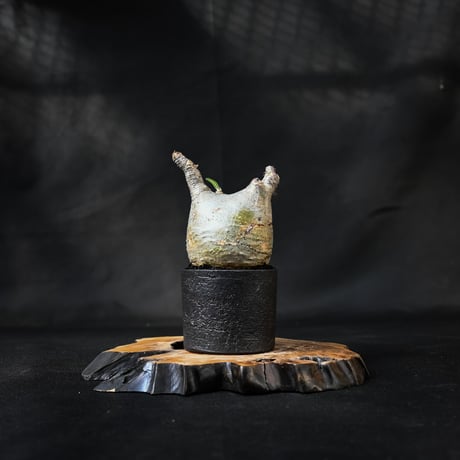 Pachypodium rosulatum var. gracilius / パキポディウム グラキリス 【微発根】