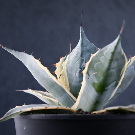 Agave parrasana ' Fire ball ' / アガベ パラサナ ファイヤーボール (白覆輪)【発根済】