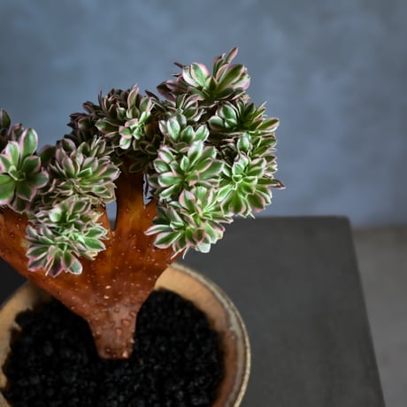 Aeonium arboreum f. variegated 'Pink Witch' f. cristata / アエオニウム 錦 'ピンクウィッチ' クリスタータ (綴化) 【自根】+ 信楽焼鉢