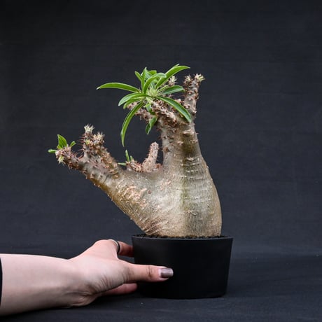 Pachypodium rosulatum var. makayense  / パキポディウム マカイエンセ 【発根済】