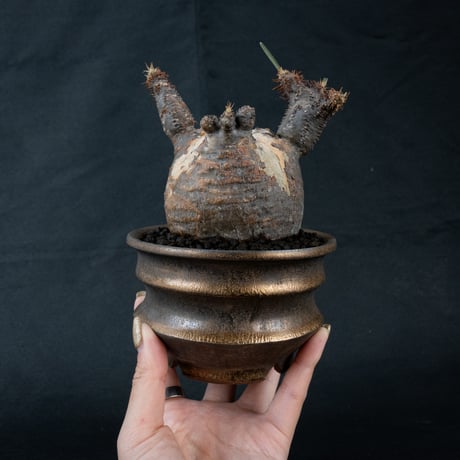 【Premium Line】 Pachypodium rosulatum var. gracilius / パキポディウム グラキリス 【微発根】 + Pleasure 【Wild Heaven】