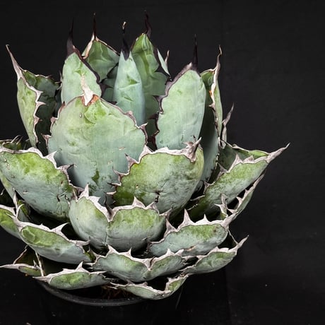 【XLサイズ】 Agave titanota ' Black and Blue ' / アガベ チタノタ ブラックアンドブルー (ブルーボール) (ベアルート)