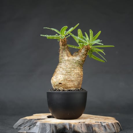 Pachypodium rosulatum var. gracilius / パキポディウム グラキリス 【発根済】