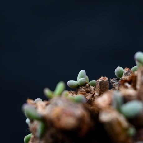 Ceraria pygmaea / ケラリア ピグマエア 【発根済】 [雌雄未判別]