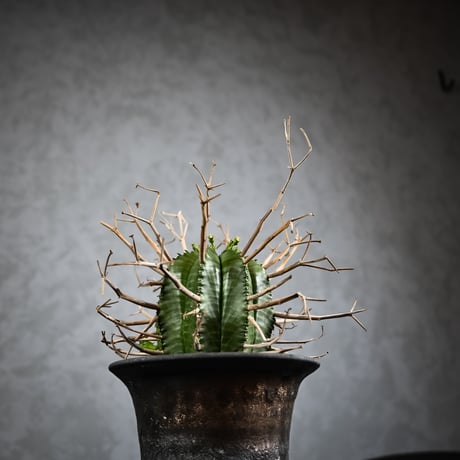 Euphorbia meloformis spp. Super Valida / ユーフォルビア スーパーバリダ 【雄株】【高木実生】 + 信楽焼