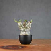 Pachypodium ' Densicaule ' / パキポディウム デンシカウレ 恵比寿大黒 (恵比須大黒)【微発根】