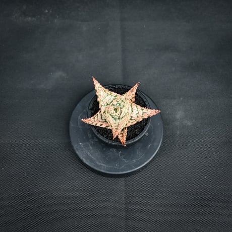 Aloe hybrid / アロエ ハイブリッド【微発根】