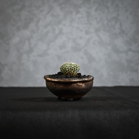 Strombocactus discifromis f. cristata / ストロンボカクタス ディシフォルミス 菊水 二頭 綴化 【実生】 + 信楽焼