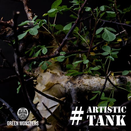 【PL】Commiphora kataf ver. turkanensis / コミフォラ カタフ ターカネンシス + 信楽焼 (微発根)