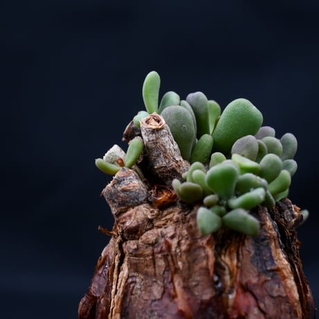 Ceraria pygmaea / ケラリア ピグマエア 【発根済】 [雌雄未判別]