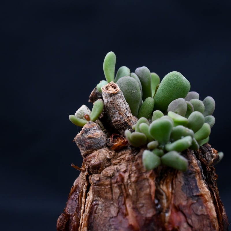 ケラリアピグマエア たぶんオス Ceraria pygmaea / ケラリア