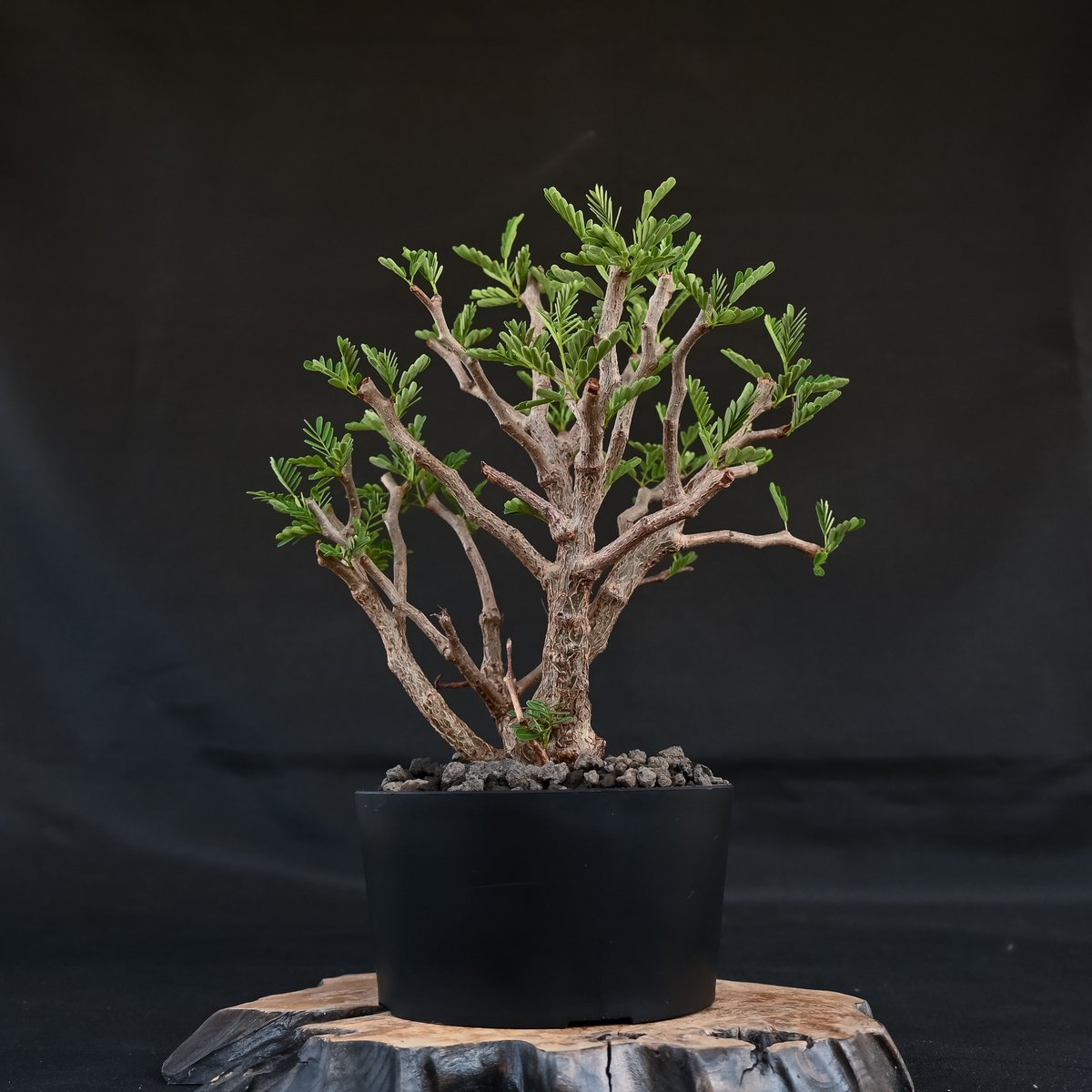 Senna meridionalis-センナ・メリディオナリス 海外実生発根済B Senna meridionalis / センナ メリディオナリス 【発根済】 | GREEN