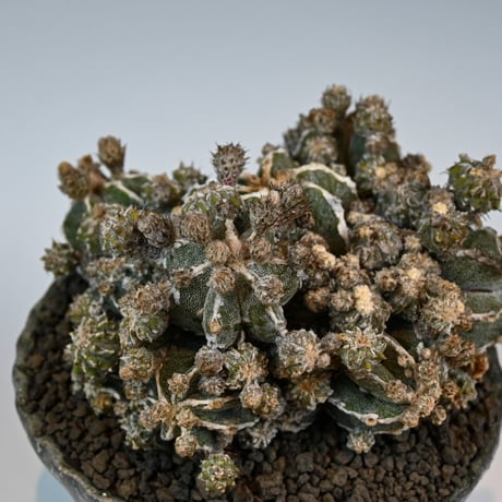 Astrophytum myriostigma f. monstrosa / アストロフィツム 子吹き鸞鳳玉 石化 (モンストローサ) (ランポー)【実生】 + 信楽焼