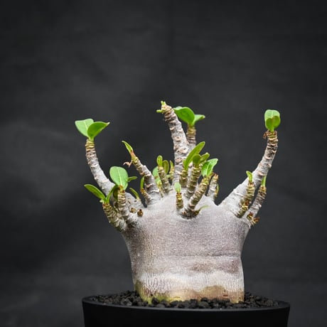 Adenium arabicum 'BLACK' dwarf type  / アデニウム アラビカム 'ブラック' ドワーフタイプ【微発根】