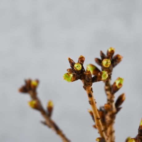 【桜盆栽】 Cerasus serrulata 'Asahiyama' / サクラ '旭山' (朝日山) / アサヒヤマ + 信楽焼