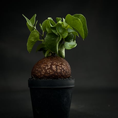 Dioscorea elephantipes / ディオスコレア エレファンティペス【 アフリカ 亀甲竜 】