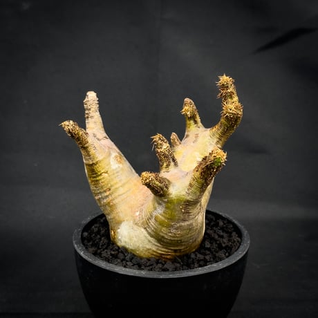 Pachypodium rosulatum var. makayense  / パキポディウム マカイエンセ 【微発根】