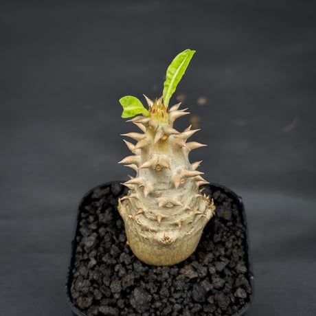 Pachypodium bicolor / パキポディウム ビカラー (バイカラー)【実生】