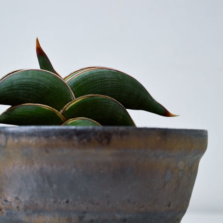 【PL】Sansevieria rorida / サンセベリア ロリダ 微斑入り + 信楽焼 (発根済) (サンスベリア)