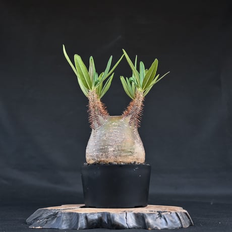 Pachypodium rosulatum var. gracilius / パキポディウム グラキリウス (グラキリス)【微発根】