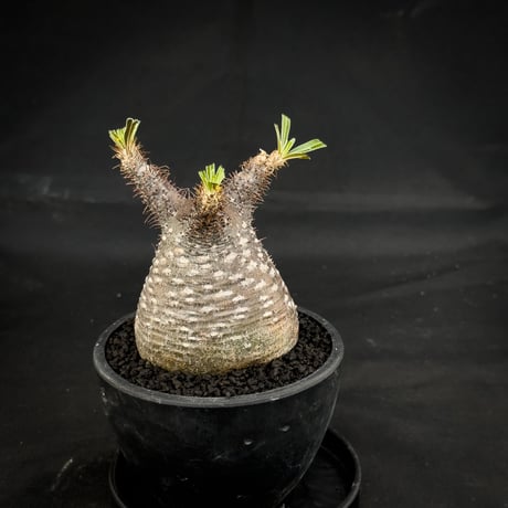 Pachypodium rosulatum var. gracilius / パキポディウム グラキリス 【微発根】