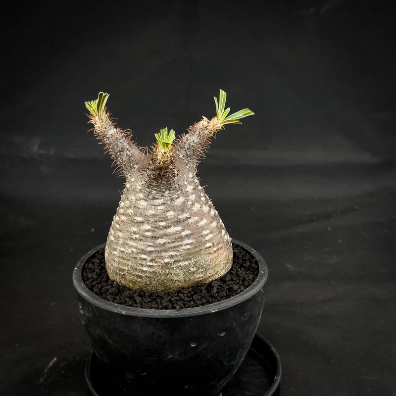 Pachypodium Gracilius パキポディウム グラシリウス Pachypodium rosulatum var. gracilius / パキポディウム