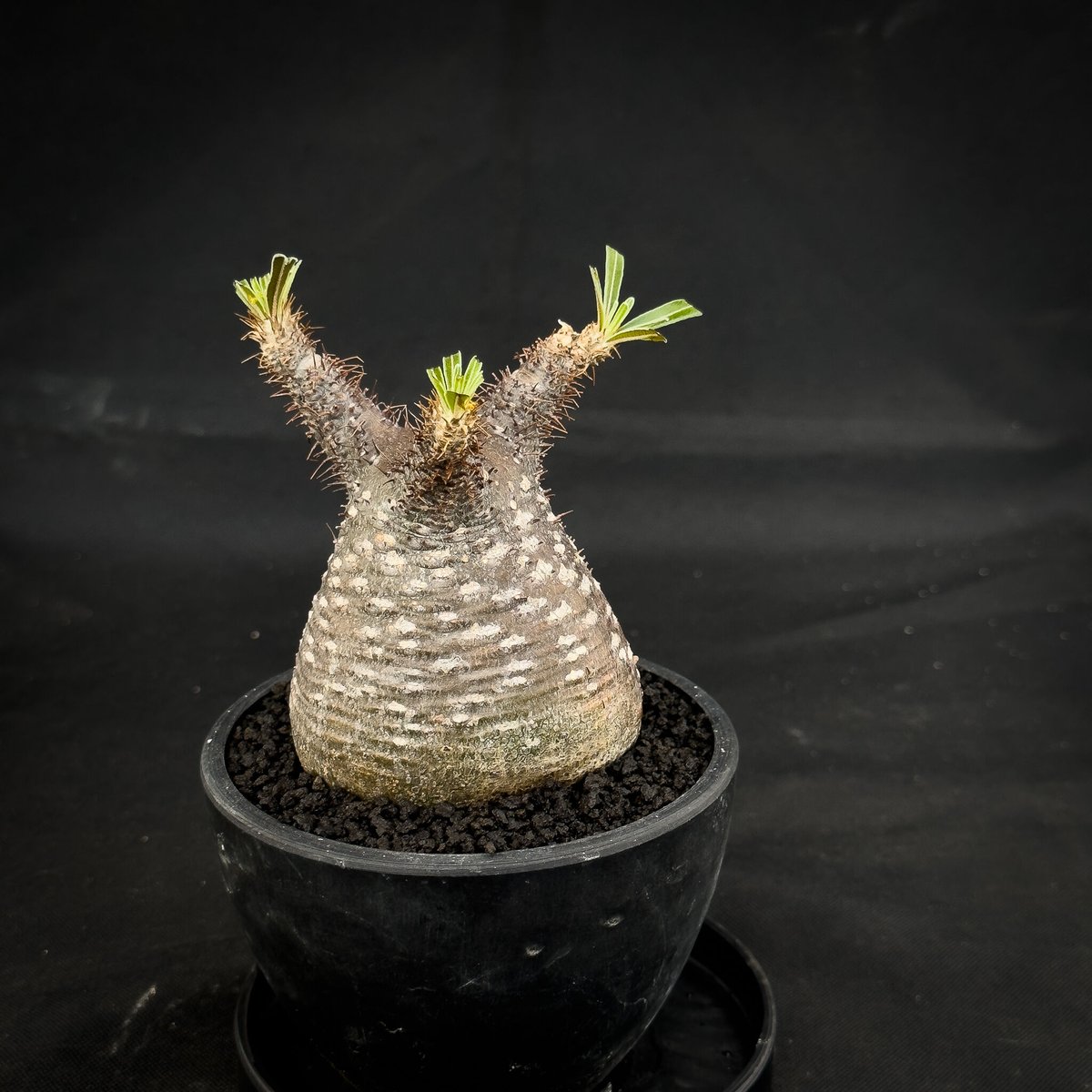 パキポディウム グラキリス Pachypodium gracilius ③ Pachypodium rosulatum var. gracilius / パキポディウム