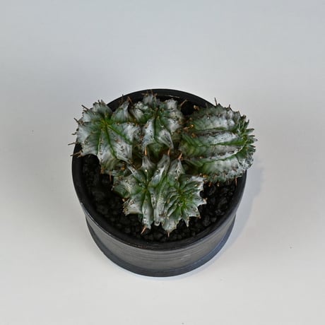 Euphorbia horrida f. monstrosa cristata / ユーフォルビア ホリダ 石化 綴化 (クリスタータ)【実生】+ 信楽焼