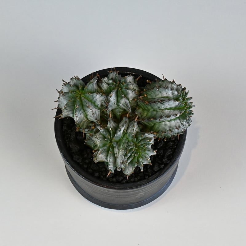 Euphorbia horrida f. monstrosa cristata / ユーフォル