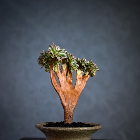 Aeonium arboreum f. variegated 'Pink Witch' f. cristata / アエオニウム 錦 'ピンクウィッチ' クリスタータ (綴化) 【自根】+ 信楽焼鉢