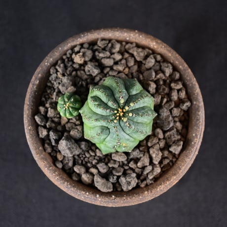 Euphorbia obesa hyb ’ Bonten ’ f. monstrosa  / ユーフォルビア オベサ 梵天 石化 【実生】 + 信楽焼