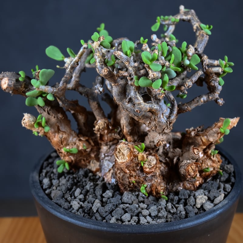 Ceraria pygmaea / ケラリア ピグマエア (雄株)【発根済