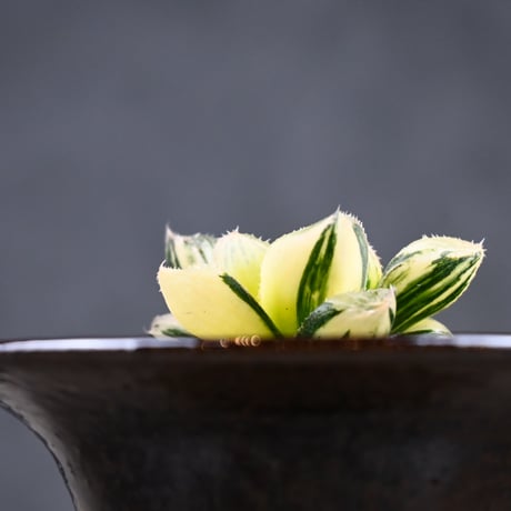 Haworthia 'Juliana' ( 'Mirrorball' X cooperi var. truncata variegated ) / ハオルチア ジュリアナ + 信楽焼