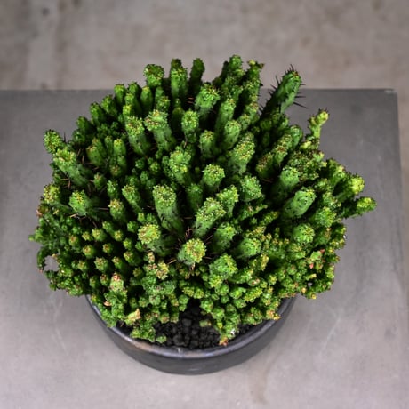 Euphorbia enopla f. monstrosa cristata / ユーフォルビア エノプラ 石化 綴化【実生】 + 信楽焼