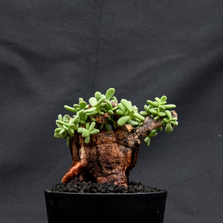 Ceraria pygmaea / ケラリア ピグマエア 【発根済】 [雌雄未判別]