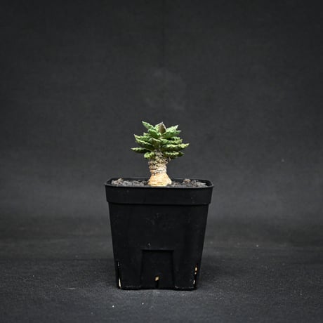 Euphorbia tulearensis / ユーフォルビア トゥレアレンシス 【実生】