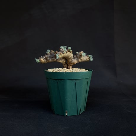 Monsonia multifida  (Sarcocaulon multifidum) / モンソニア ムルチフィダ (サルコカウロン ムルチフィズム)[微発根]