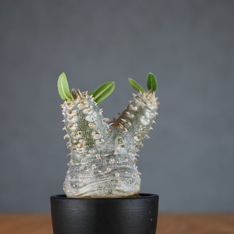 Pachypodium ' Densicaule ' / パキポディウム デンシカウレ 恵比寿大黒 (恵比須大黒)【微発根】